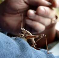 Image of dark bush-cricket