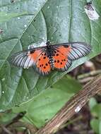 Image de Acraea iturina Grose-Smith 1890