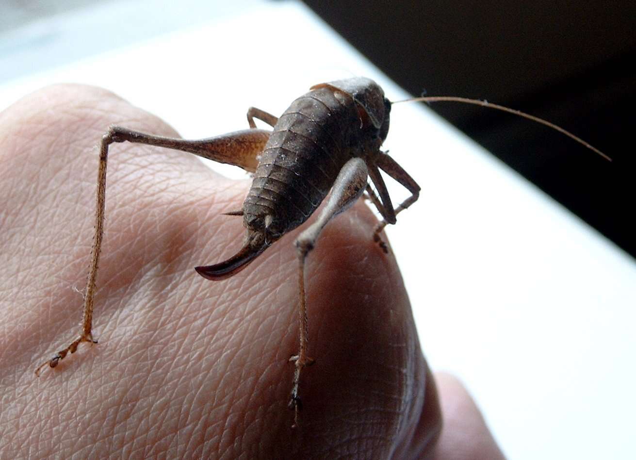 Image of dark bush-cricket