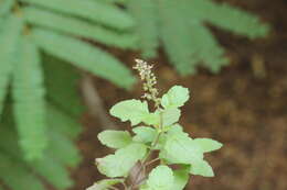 Image of holy basil