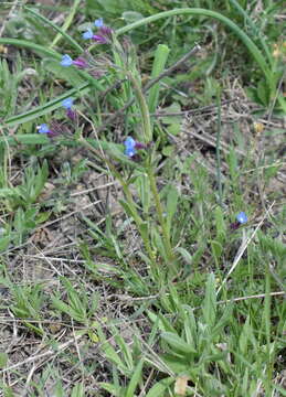 Image of Anchusa thessala Boiss. & Spruner