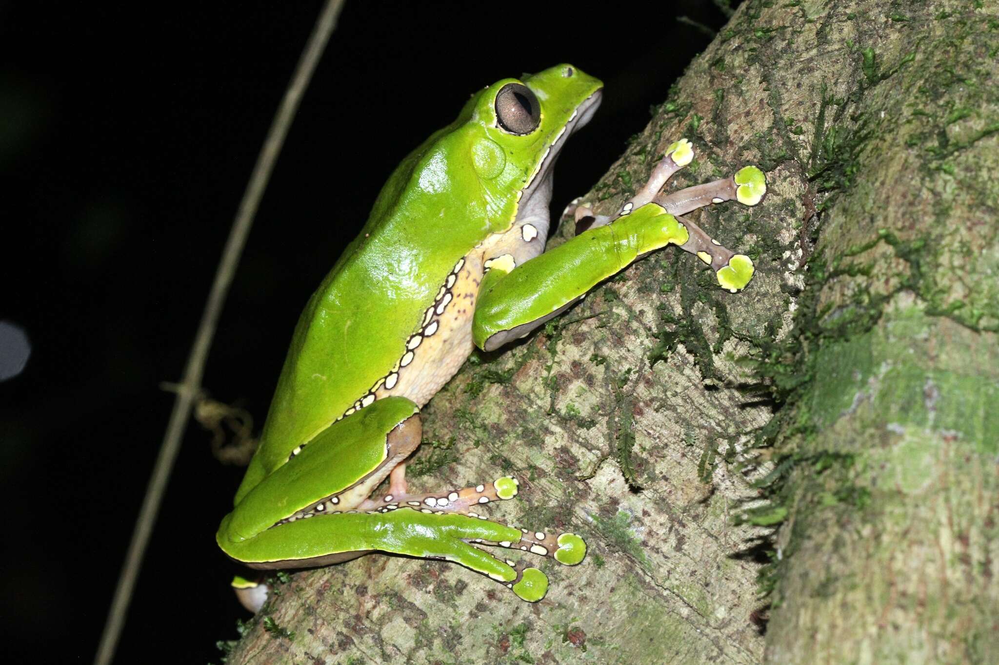 Image of Giant leaf frog