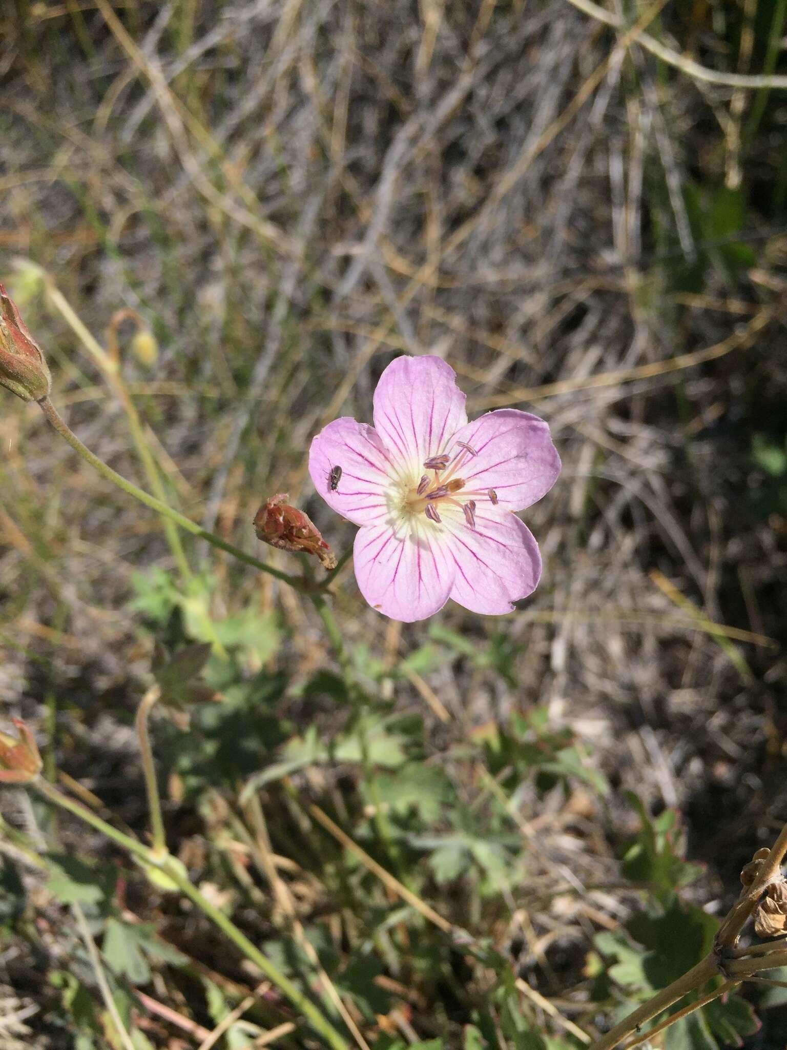 Image of California cranesbill