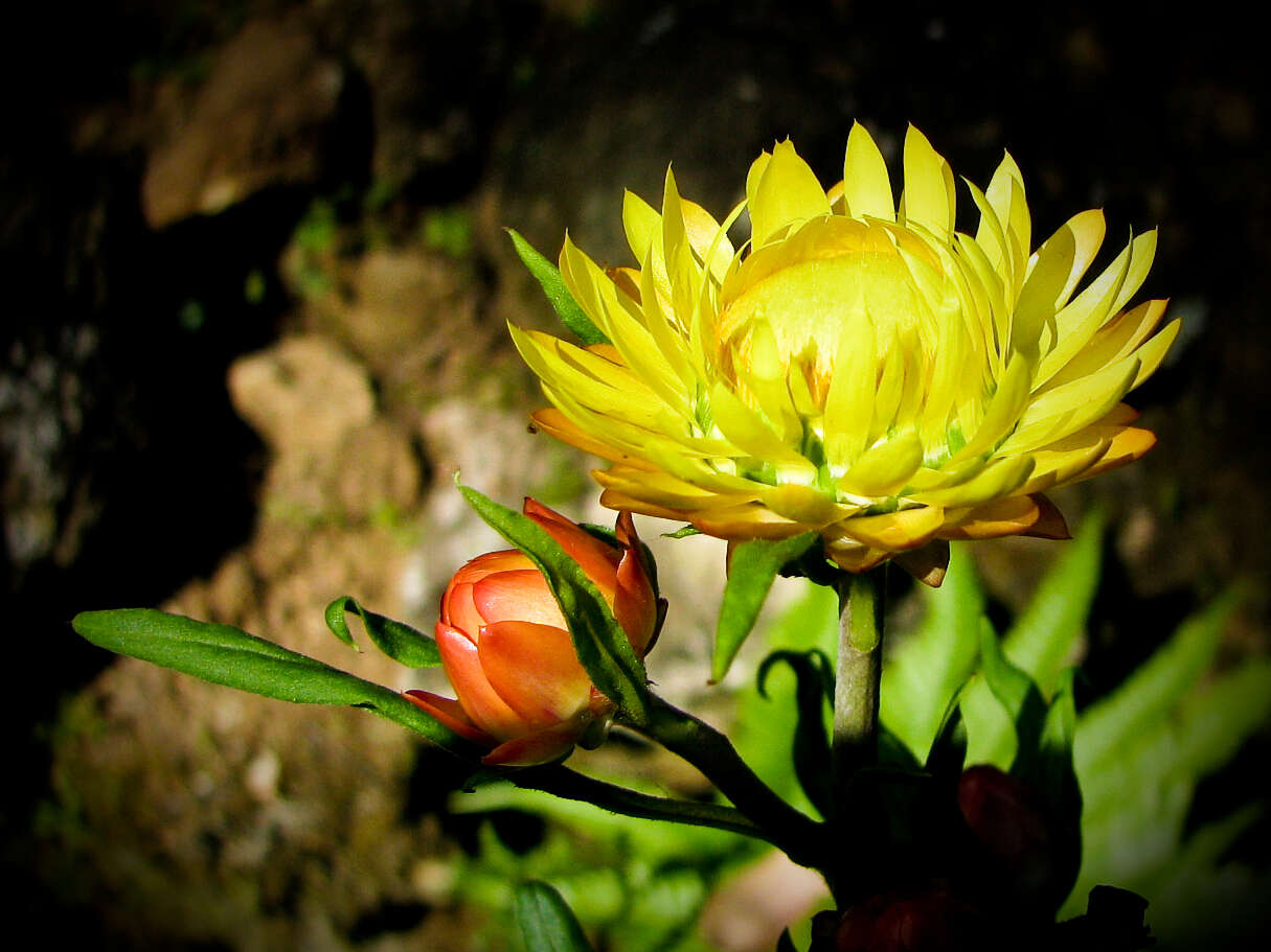 Plancia ëd Xerochrysum bracteatum (Vent.) N. N. Tzvel.