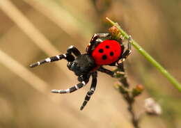 Image of Ladybird spider