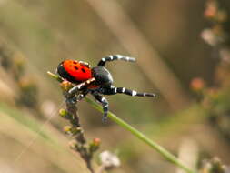 Image of Ladybird spider