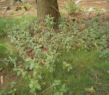 Слика од Teucrium scorodonia L.