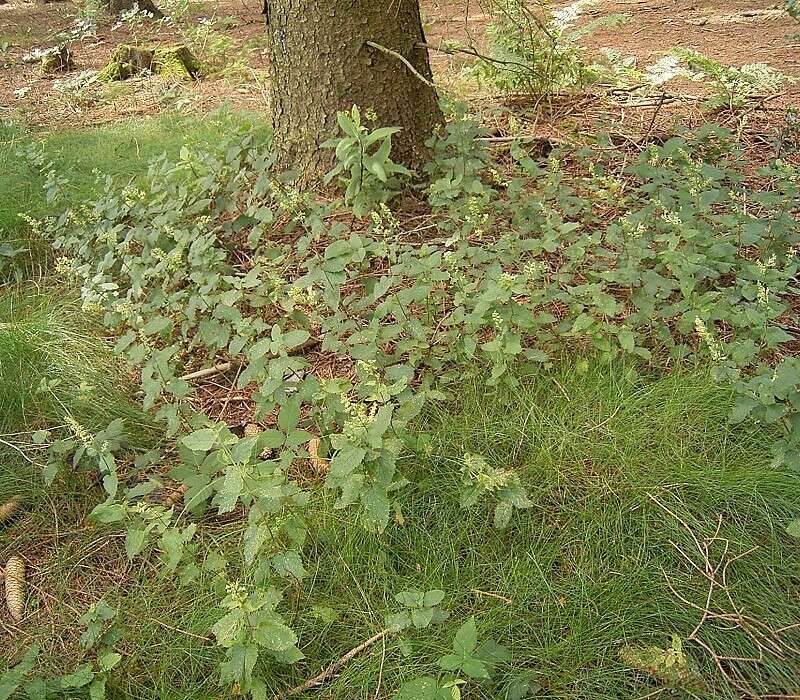 Слика од Teucrium scorodonia L.