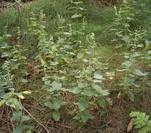Слика од Teucrium scorodonia L.