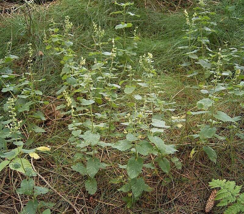 Слика од Teucrium scorodonia L.