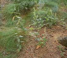 Слика од Teucrium scorodonia L.