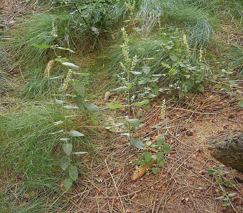 Слика од Teucrium scorodonia L.