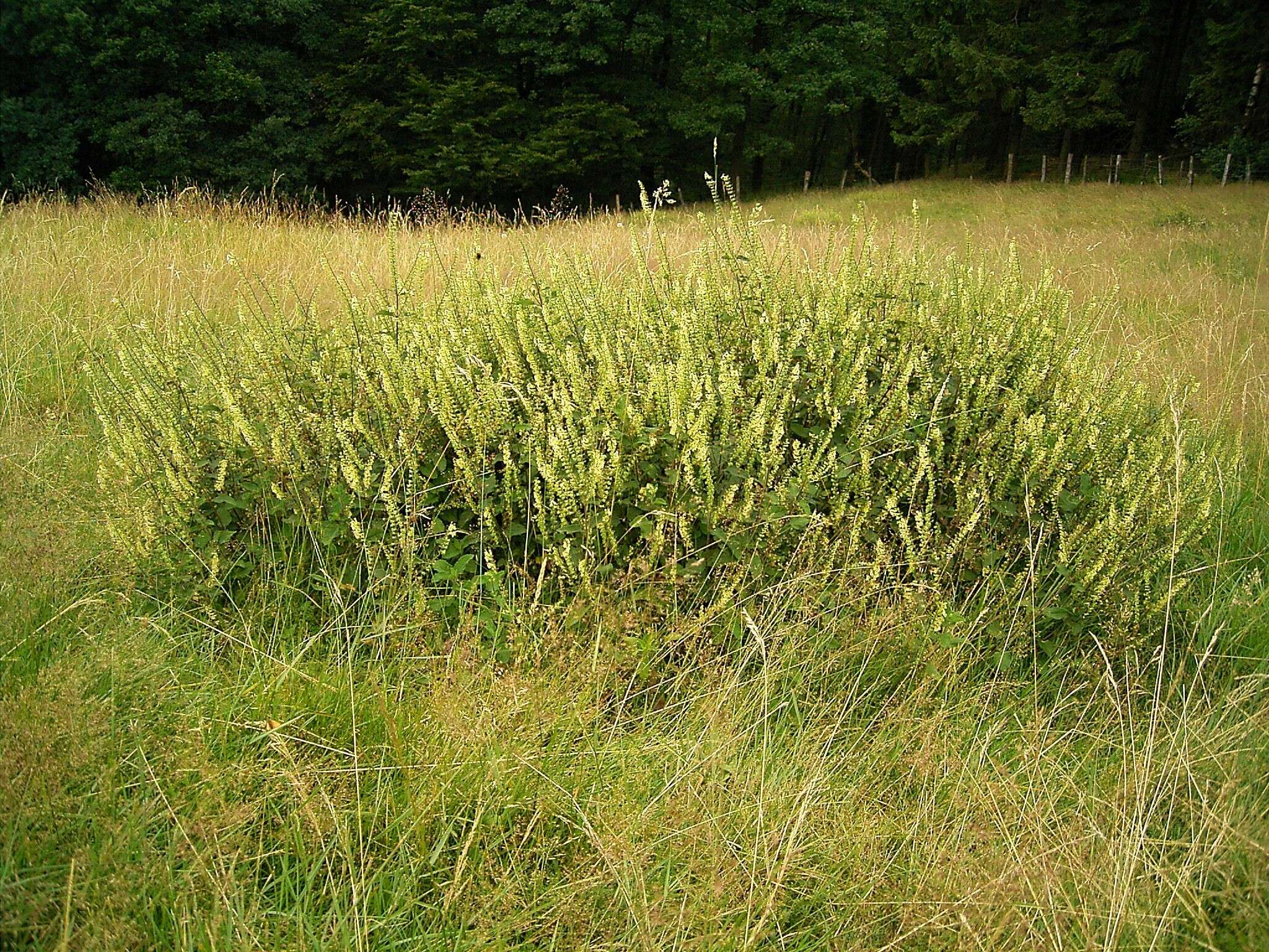 Слика од Teucrium scorodonia L.