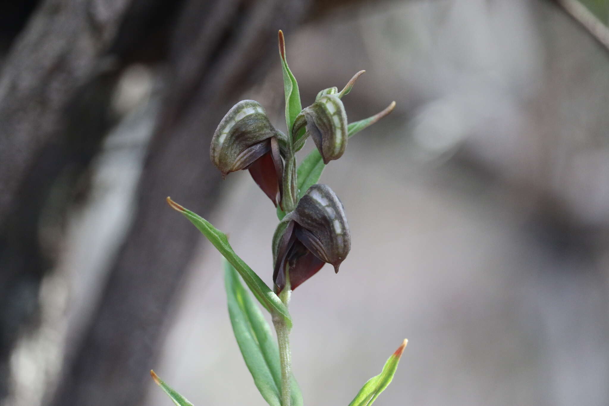 Pterostylis arbuscula的圖片