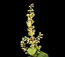 Слика од Teucrium scorodonia L.