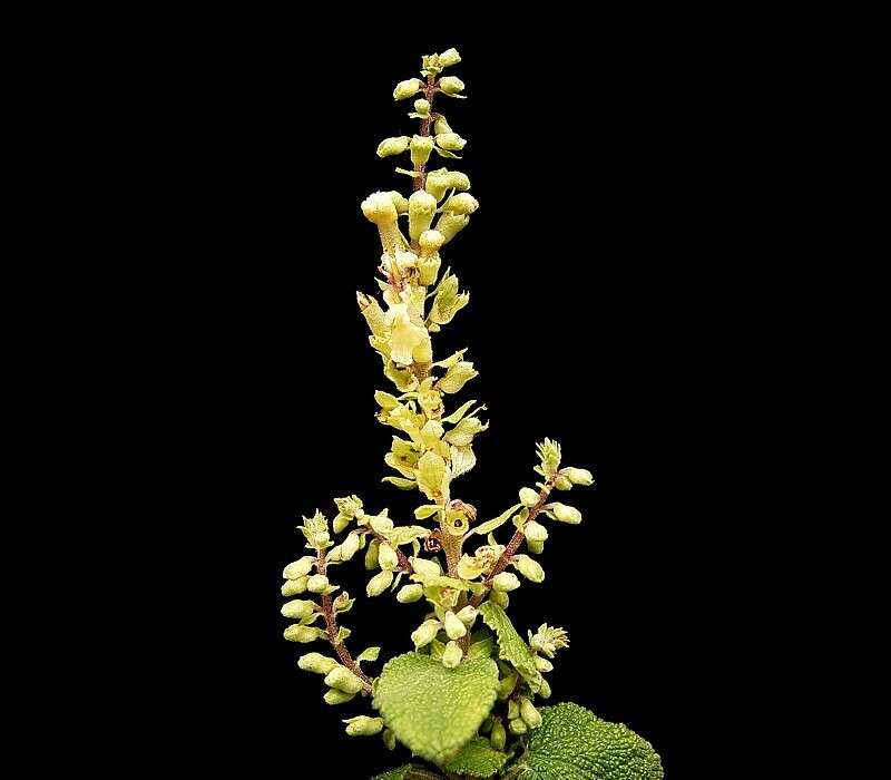 Слика од Teucrium scorodonia L.