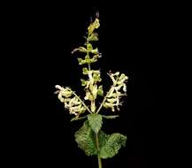 Слика од Teucrium scorodonia L.