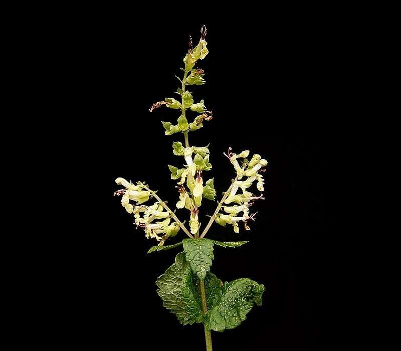 Слика од Teucrium scorodonia L.