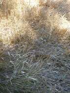 Image of California canarygrass