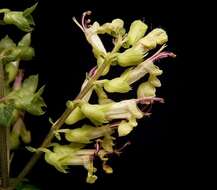 Слика од Teucrium scorodonia L.