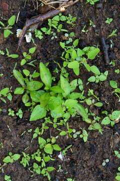 صورة Persicaria longiseta (De Bruyn) Kitagawa