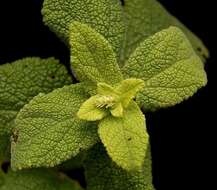 Слика од Teucrium scorodonia L.