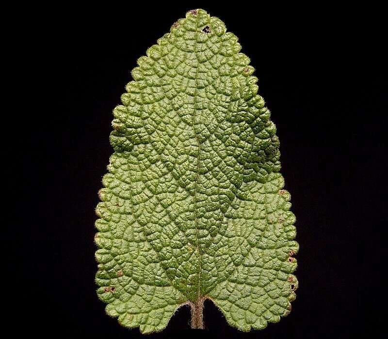 Слика од Teucrium scorodonia L.