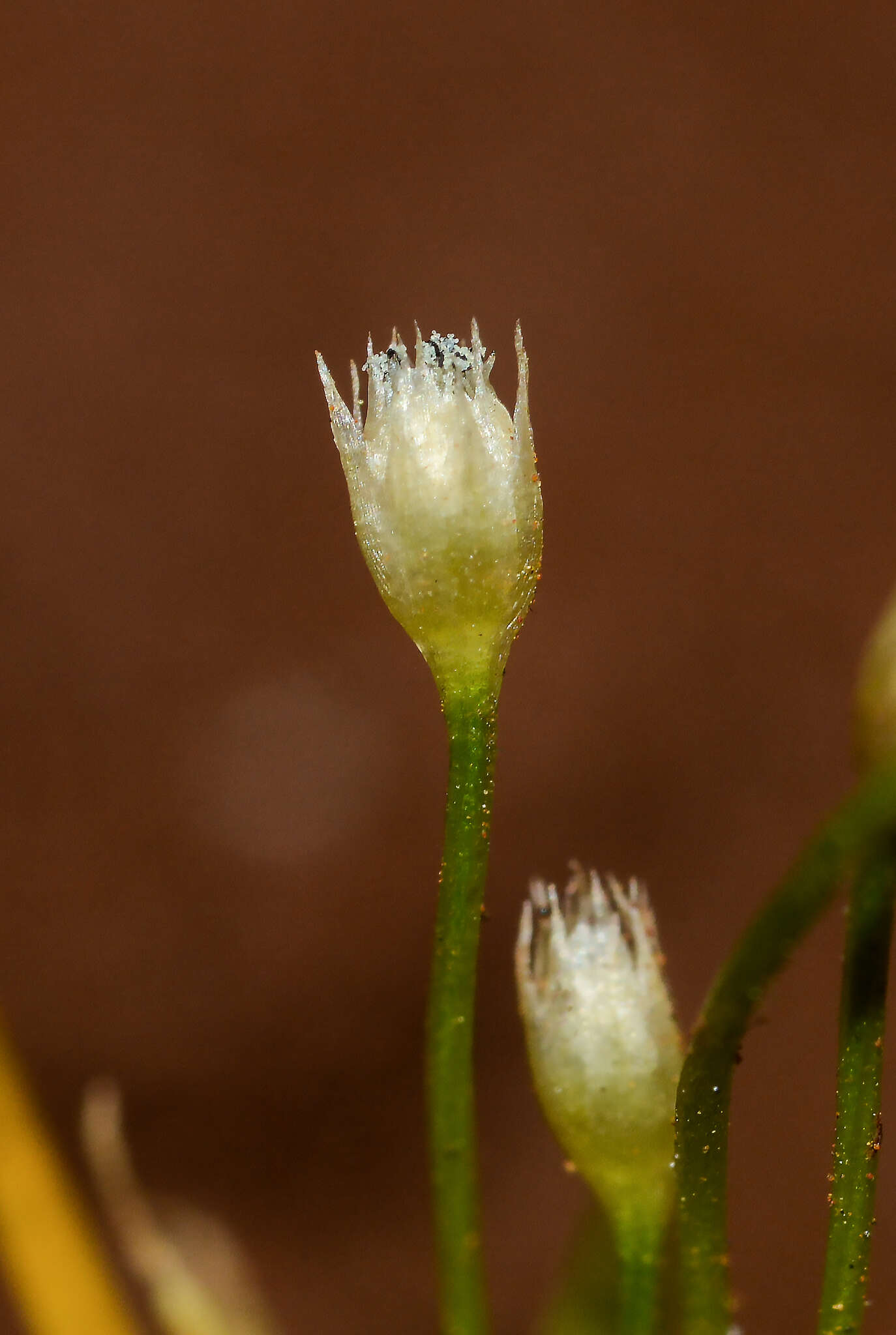 Image de Eriocaulon minutum Hook. fil.