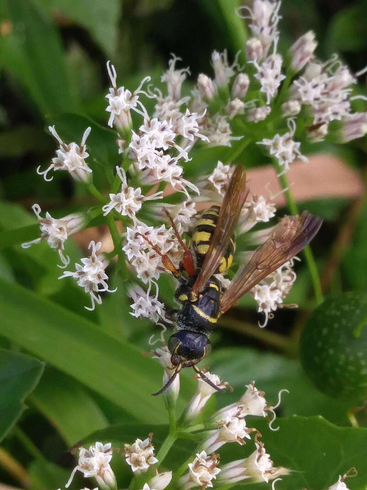 Myzinum carolinianum (Panzer 1806)的圖片