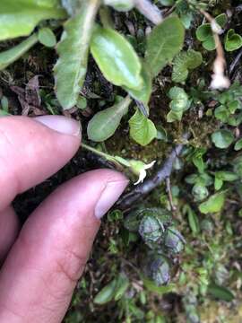 Plancia ëd Saxifraga androsacea L.