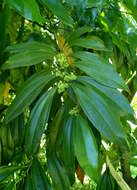 Image of laurel-leaf snailseed