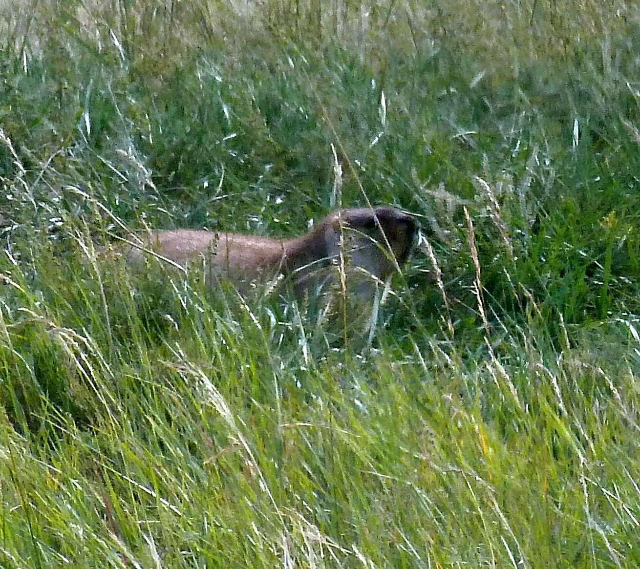 Image of Mongolian Marmot