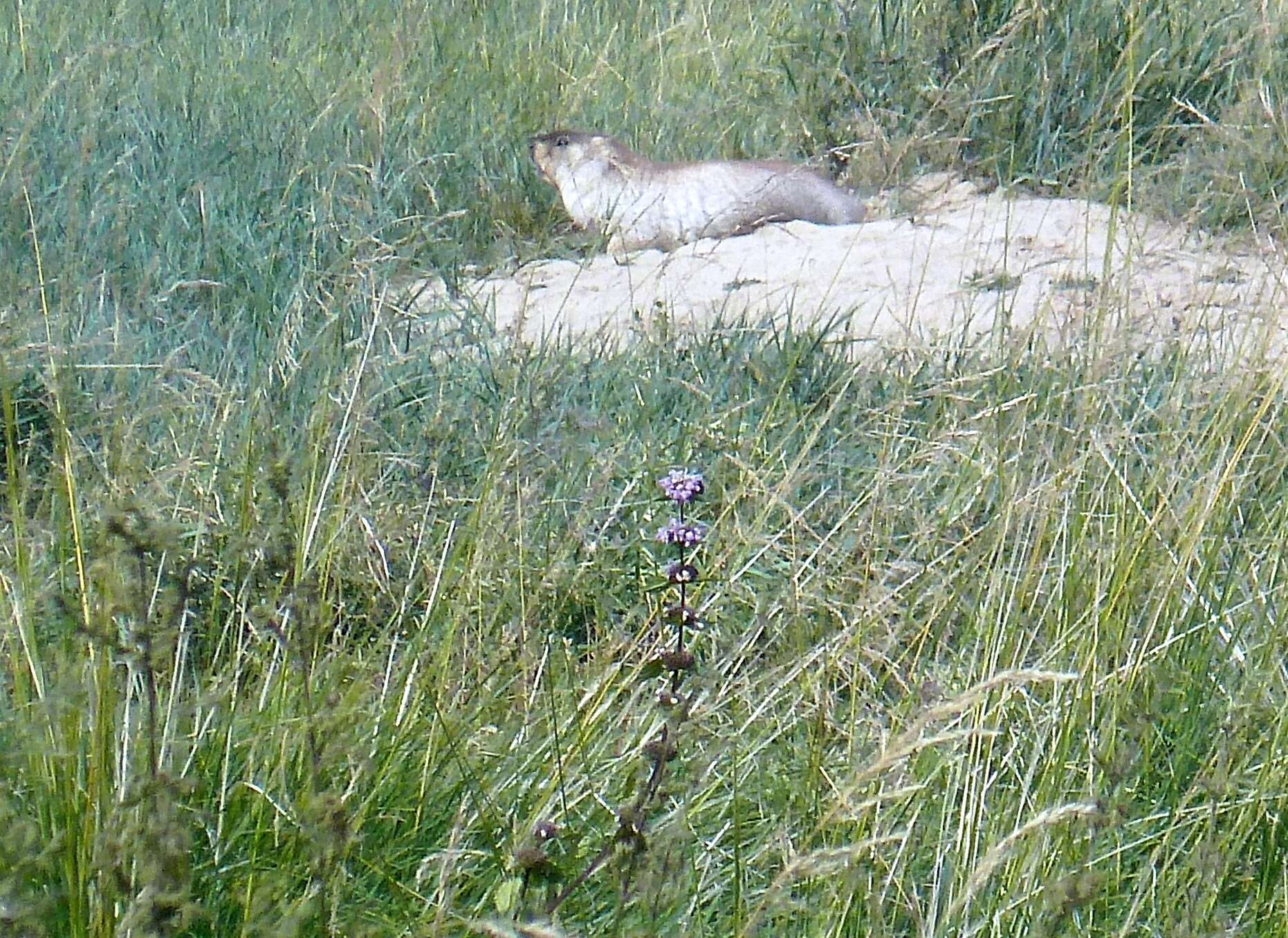 Image of Mongolian Marmot