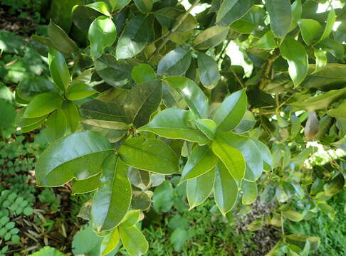 Image of holly osmanthus