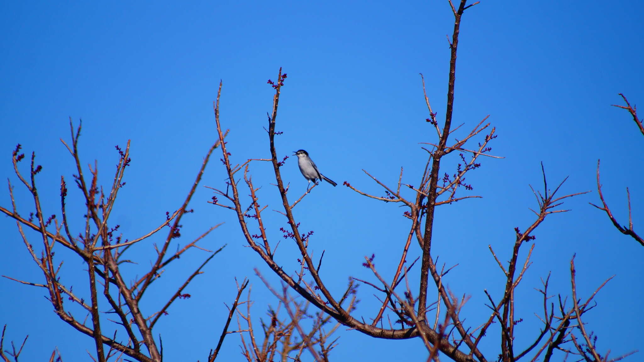 Image of White-lored Gnatcatcher