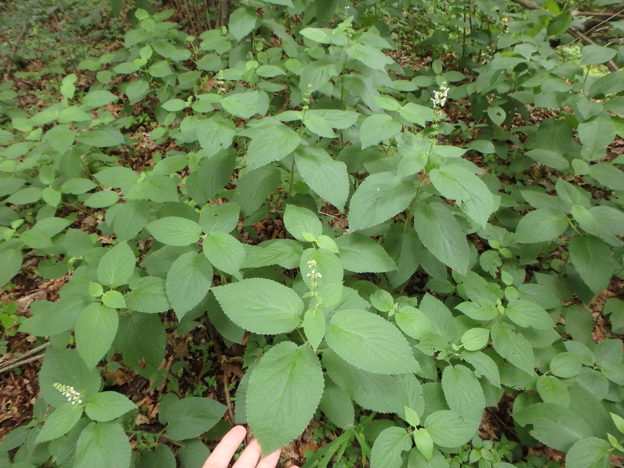 Image of Heart-Leaf Hedge-Nettle