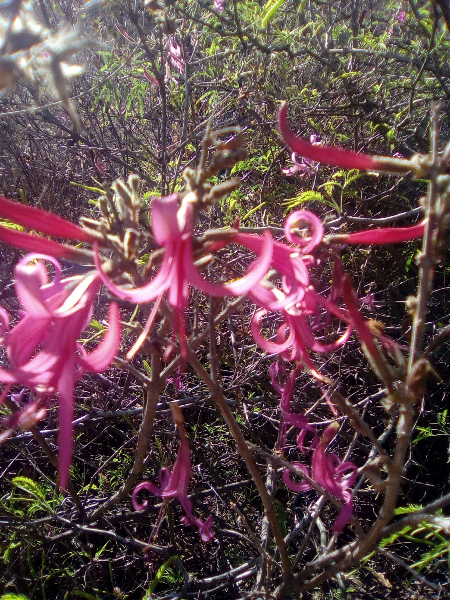 Anisacanthus puberulus (Torr.) J. Henrickson & E. J. Lott resmi