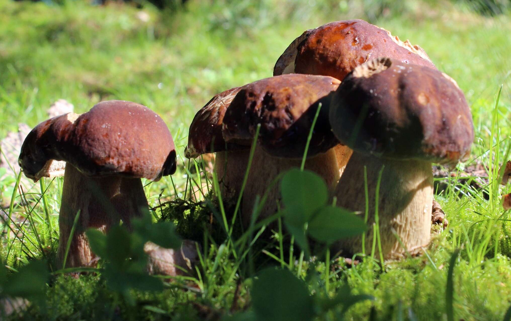 Imagem de Boletus reticulatus Schaeff. 1774