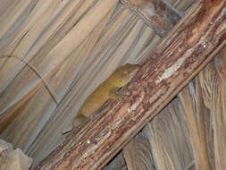 Image of Saint George Island Gecko