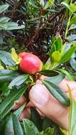 Exobasidium rhododendri (Fuckel) C. E. Cramer 1874 resmi