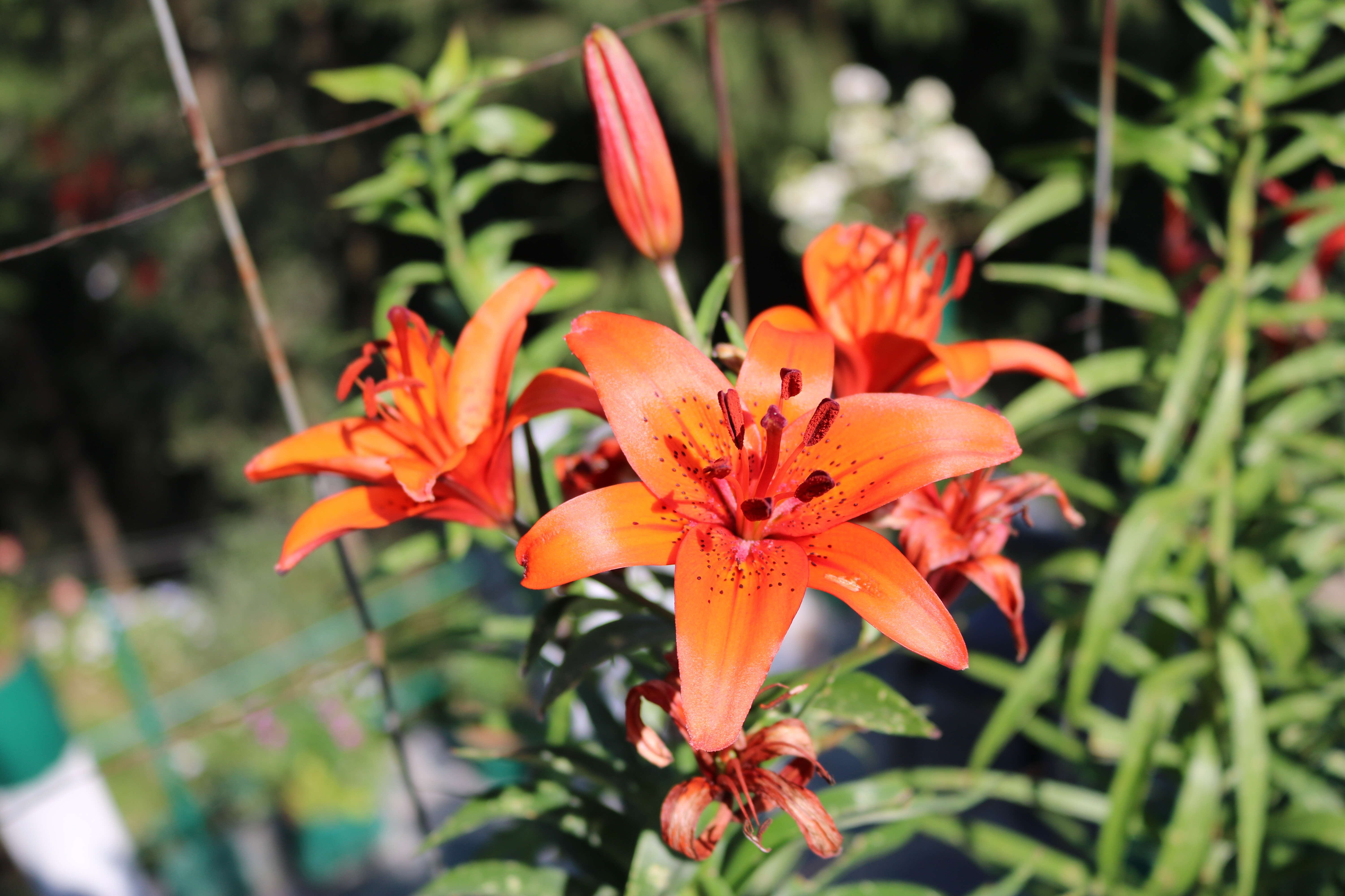 Image of orange lily