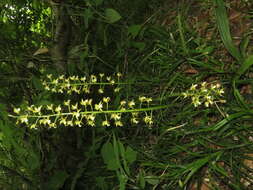 Plancia ëd Oreorchis patens (Lindl.) Lindl.