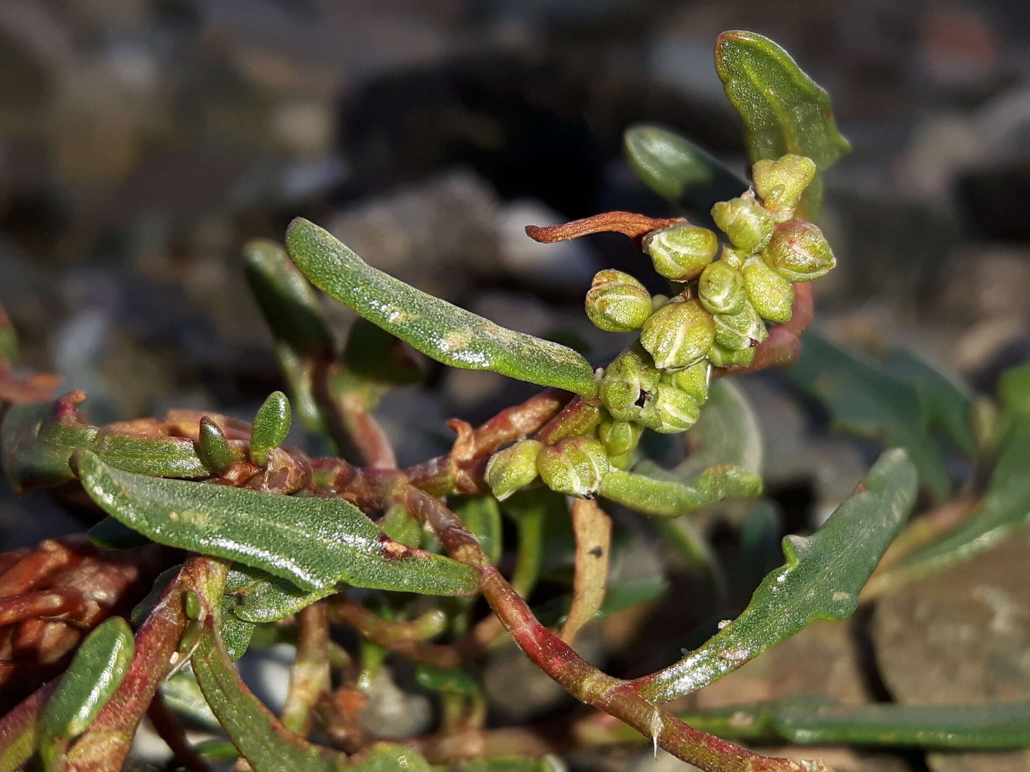 Image of Knorringia sibirica (Laxm.) N. N. Tzvel.