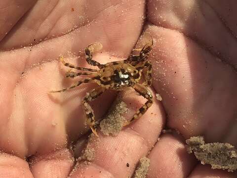 Image of sargassum crab