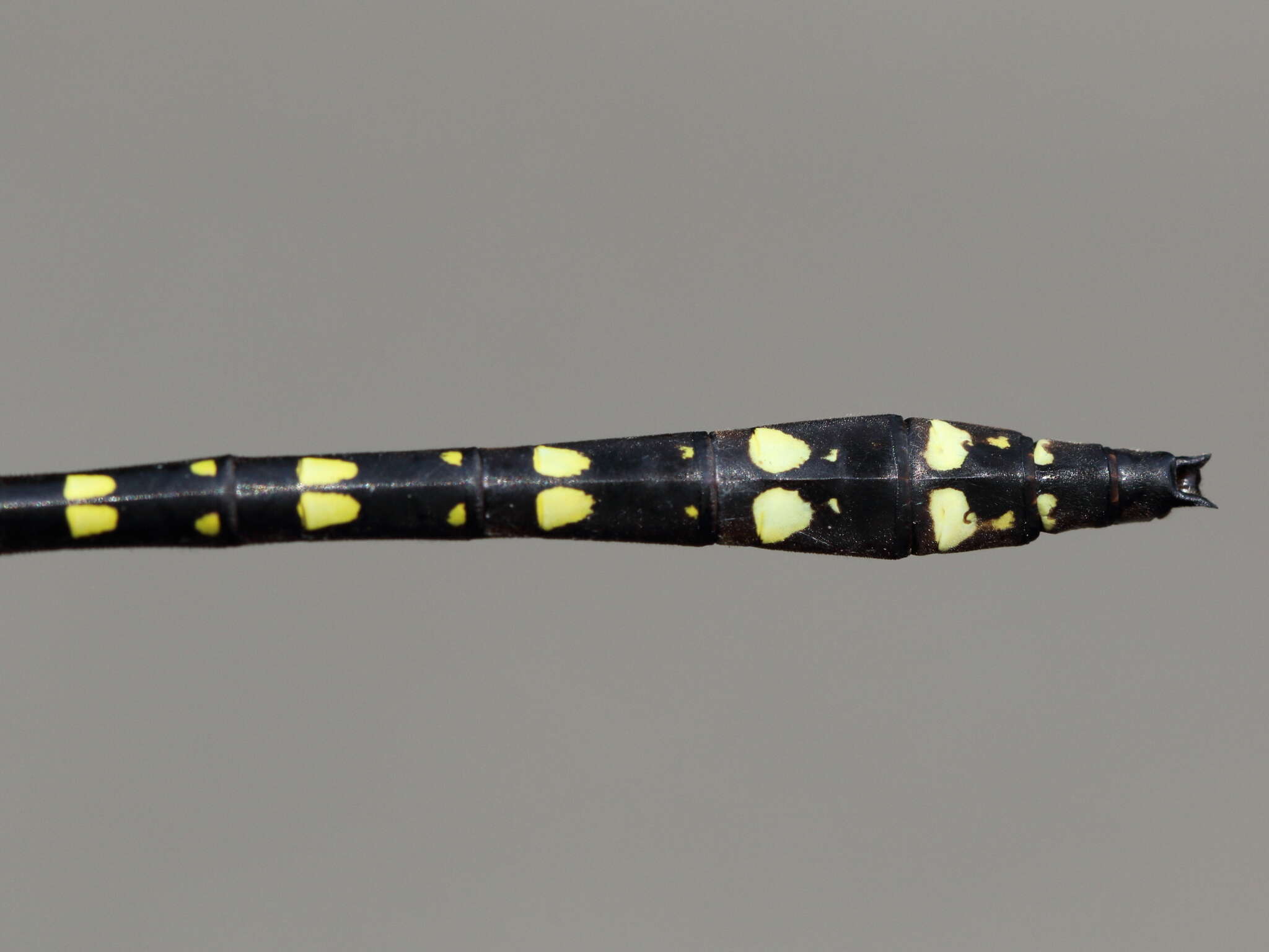 Image of Twin-Spotted Spiketail