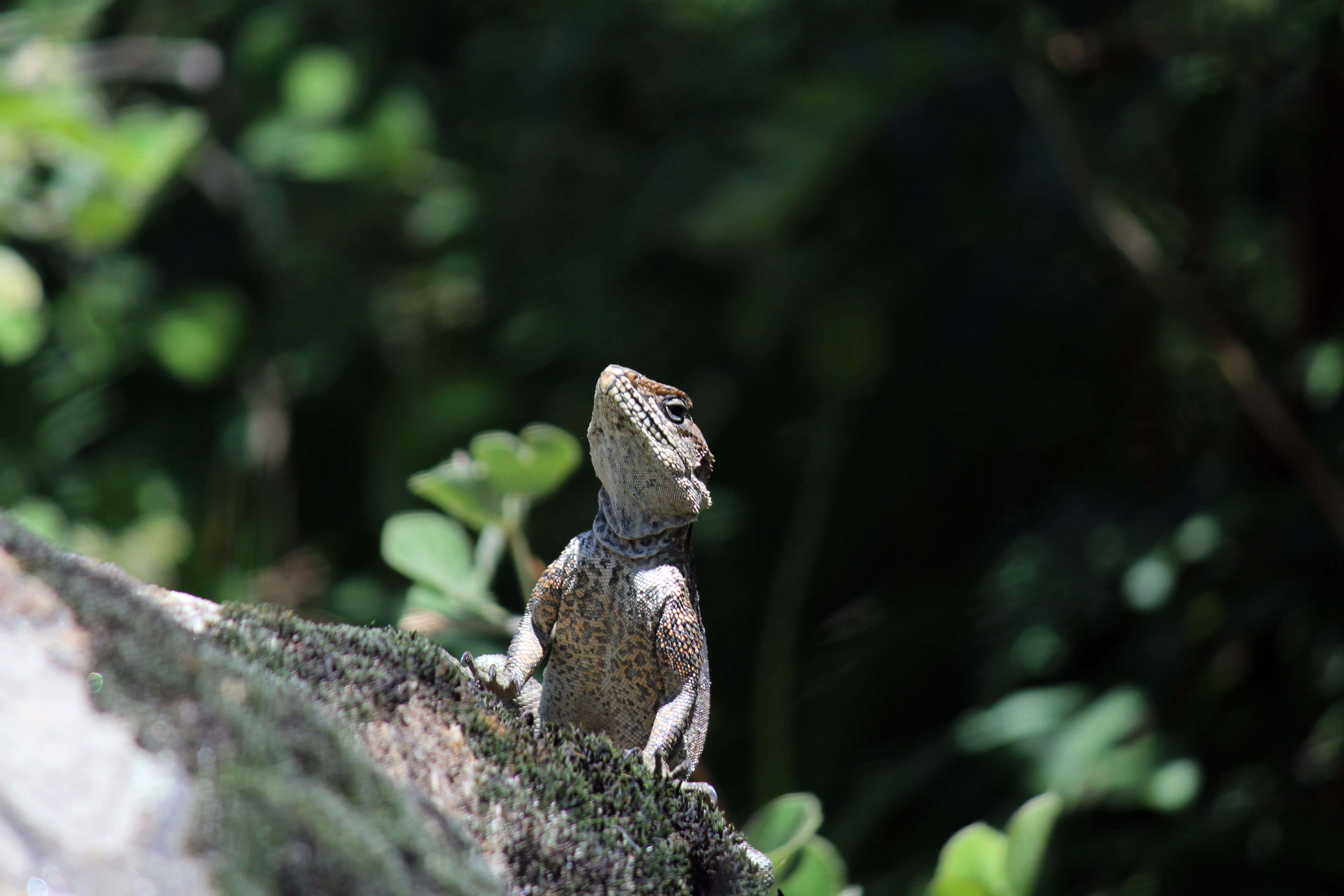 Image of Kashmir Rock Agama