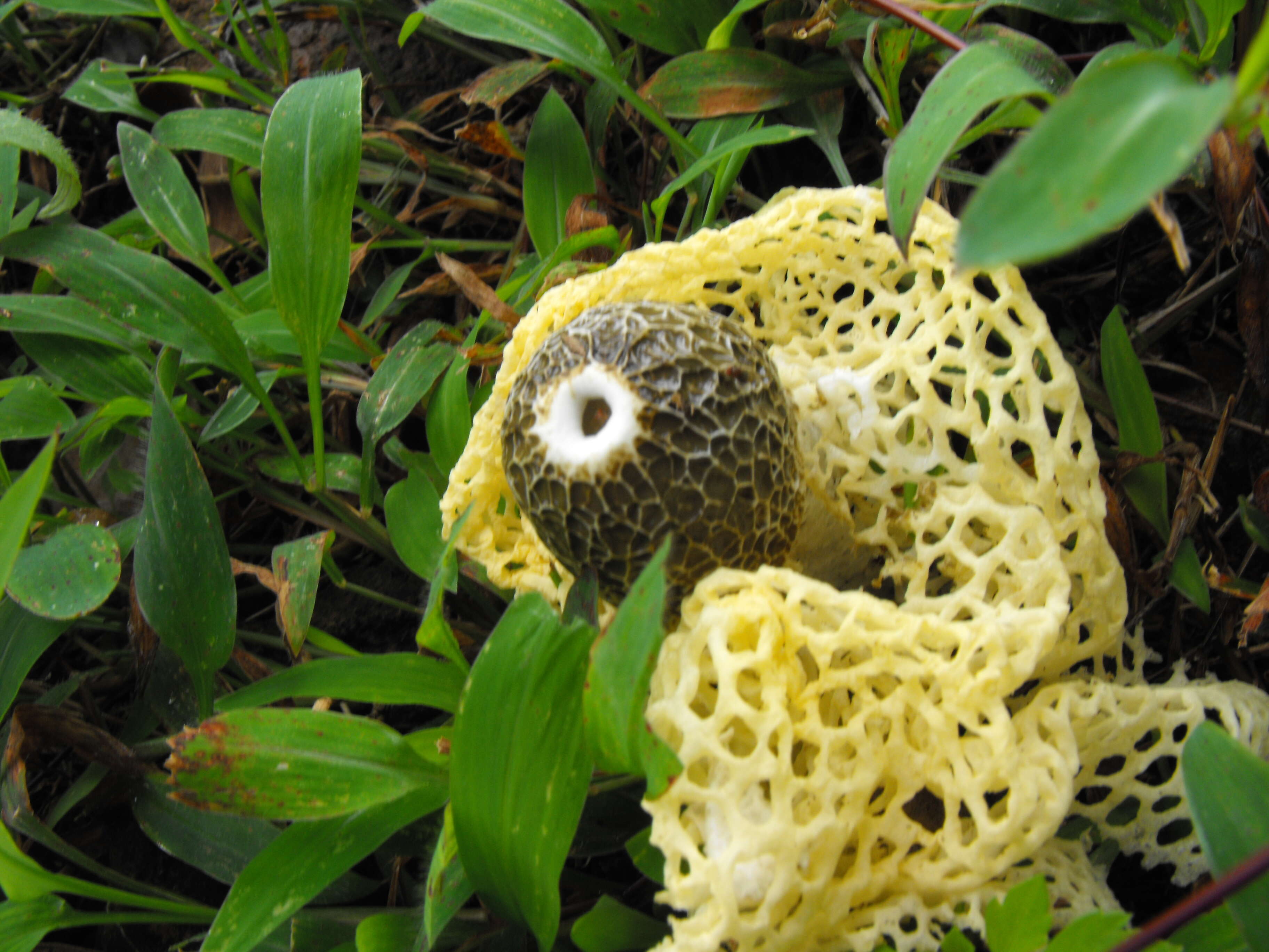 Image of Bridal veil stinkhorn