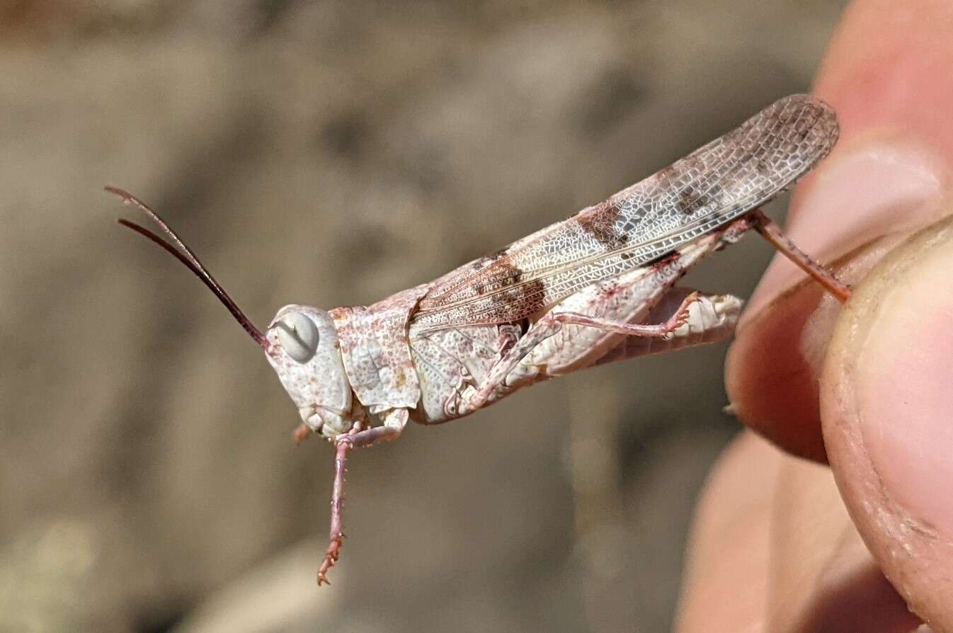 Trimerotropis californica Bruner & L. 1889 resmi