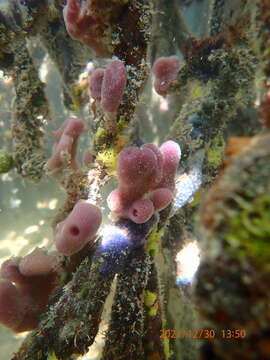 Image de Chalinula molitba (de Laubenfels 1949)