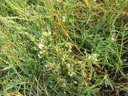 Image of Cuscuta pacifica Costea & M. A. R. Wright